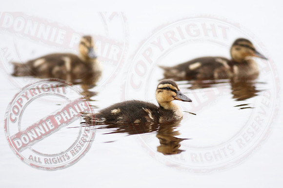Killyfole Wildfowl