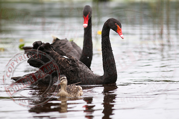 Killyfole Wildfowl