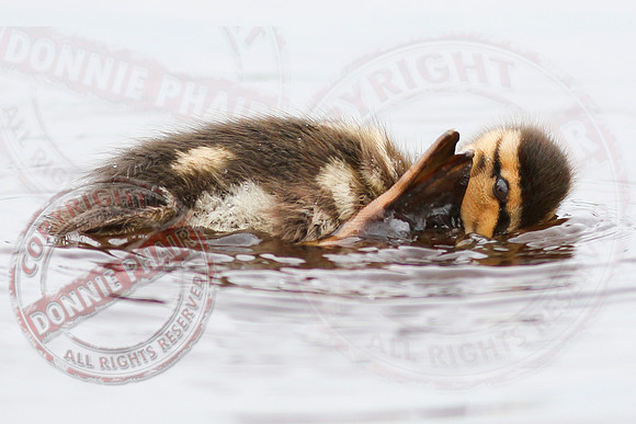 Killyfole Wildfowl