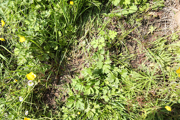 Water Leak in Garden 04/06/13