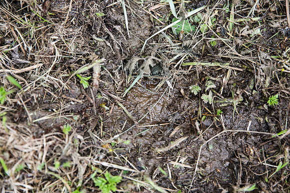 Water Leak in Garden - 10/06/13
