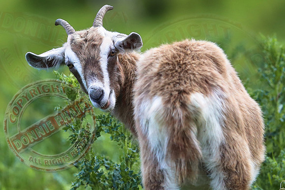 A Goat taken at Belcoo GAA Field.