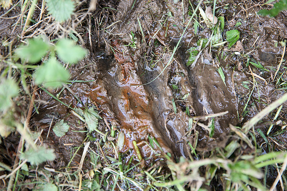 Water Leak in Garden - 07/05/13