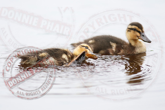 Killyfole Wildfowl