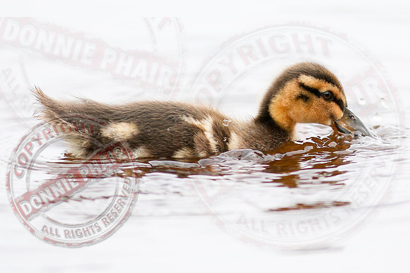 Killyfole Wildfowl