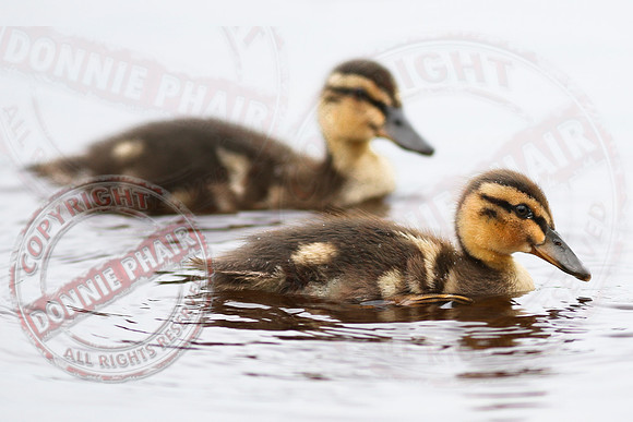Killyfole Wildfowl