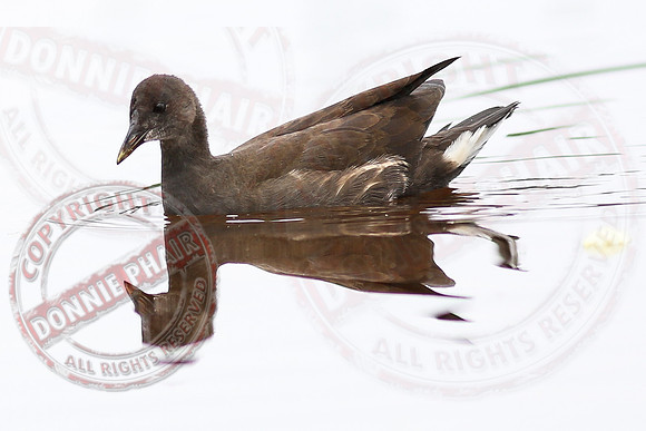 Killyfole Wildfowl