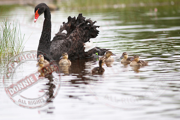 Killyfole Wildfowl