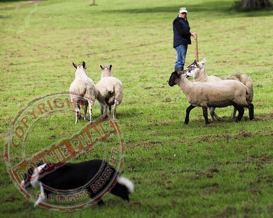 Sheepdog Trials in Belcoo.