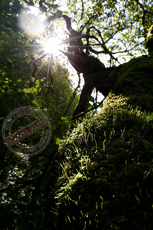 Views in Cladagh Glen, Co. Fermanagh.