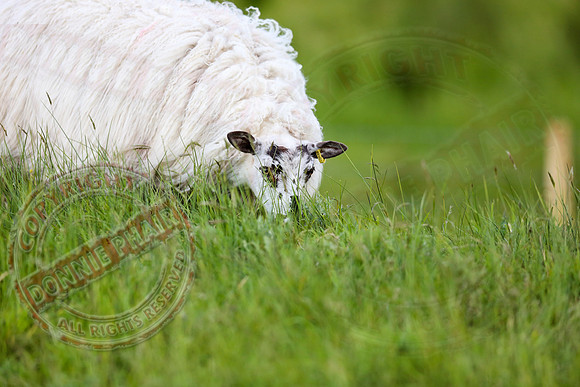 Sheep taken at Belcoo GAa Field.