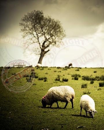 Sheep Grazing.