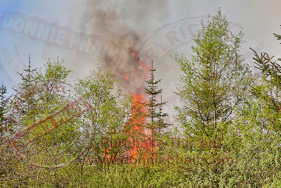 Gorse and Forest Fire at Mullaghfad Forest.