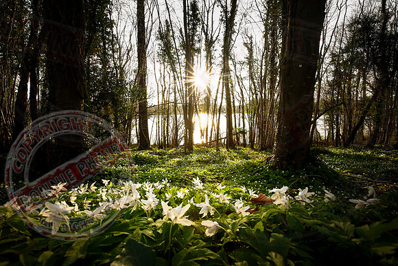 Spring Flowers on Crom Estate