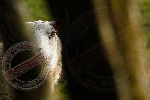 Where are ewe?