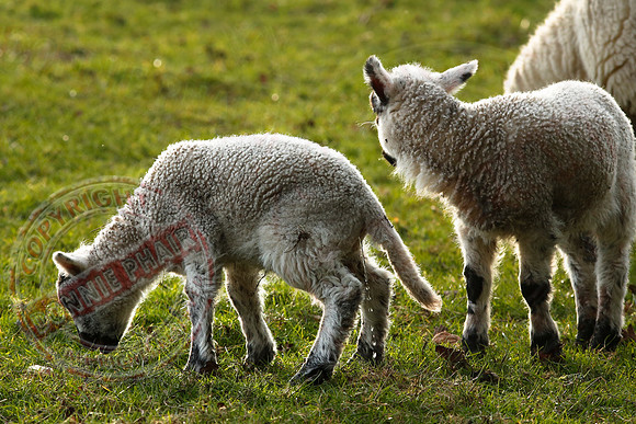 The tinkling lamb.