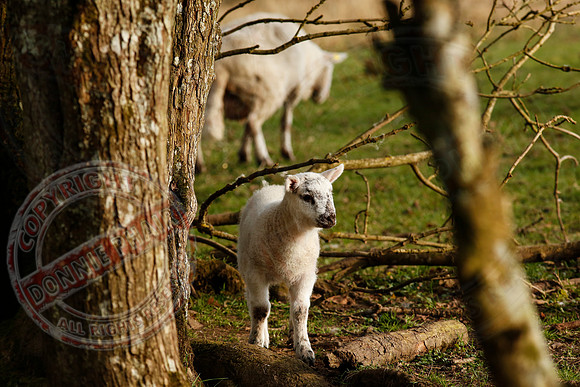 A young lamb enjoying the last moments of the dying sun.