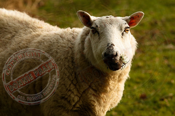 I hate watching ewe eat!