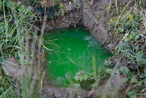 Photo taken on 01/04/18 showing the green dye pooling in my garden.