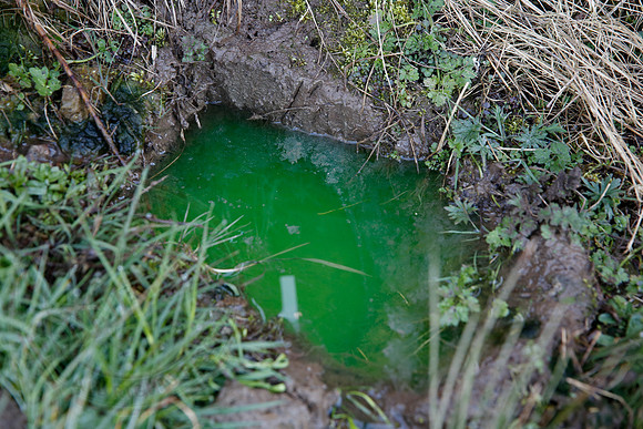 Photo taken on 01/04/18 showing the green dye pooling in my garden.