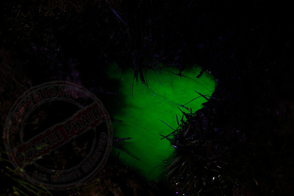 Photo taken on 05/04/18 showing the green dye pooling in my garden.