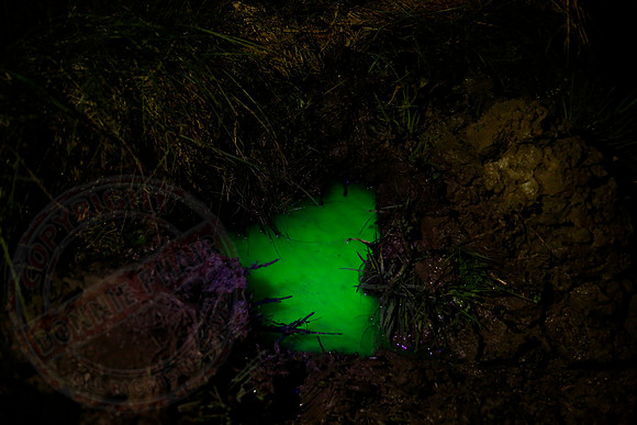 Photo taken on 05/04/18 showing the green dye pooling in my garden.
