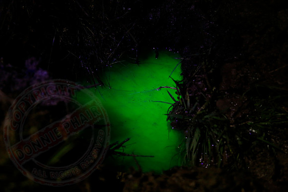 Photo taken on 05/04/18 showing the green dye pooling in my garden.