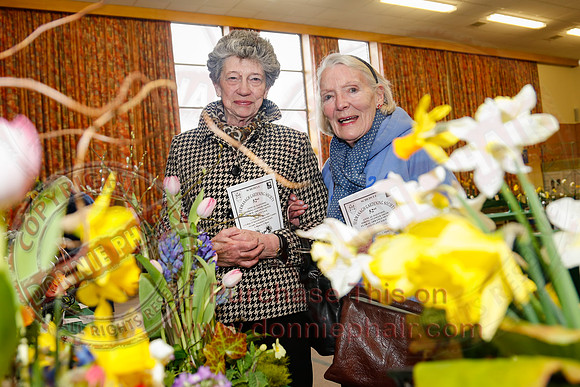 Daffodil adn Spring Flower show at CAFRE centre, Enniskillen-4
