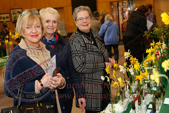Daffodil adn Spring Flower show at CAFRE centre, Enniskillen-5