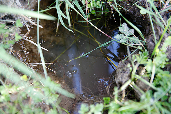 Footage and photos of NI Water completing a Dye Test on Sewer Manhole on 10/05/18.