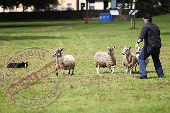 Sheepdog Trials in Belcoo.
