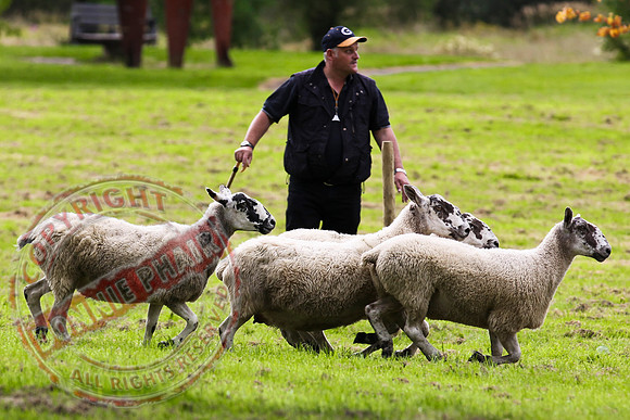 Sheepdog Trials in Belcoo.