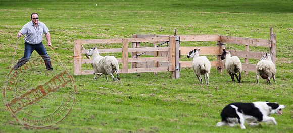 Sheepdog Trials in Belcoo.