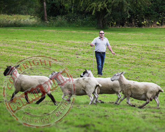 Sheepdog Trials in Belcoo.