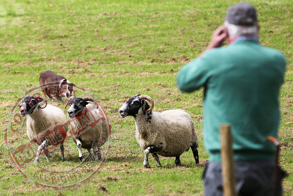 Sheepdog Trials in Belcoo.