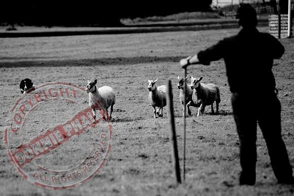Sheepdog Trials in Belcoo.
