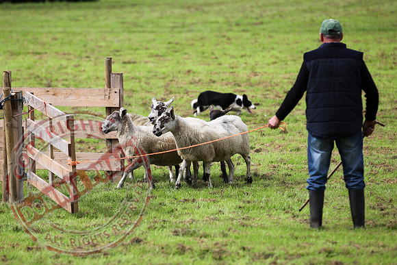 Sheepdog Trials in Belcoo.