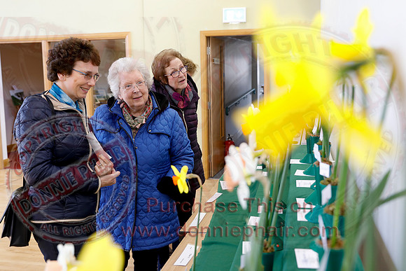 Annual Daffodil Spring Flower Show in St. Macartin's Cathedral Hall, Enniskillen-2