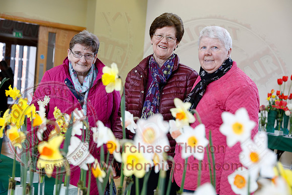 Annual Daffodil Spring Flower Show in St. Macartin's Cathedral Hall, Enniskillen-4