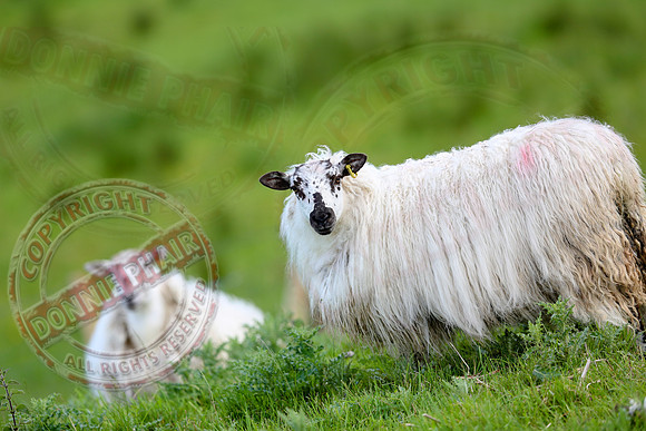 Sheep taken at Belcoo GAa Field.