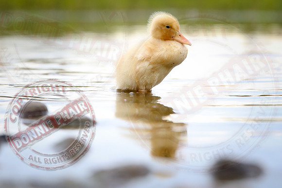 The Lonely Duckling.