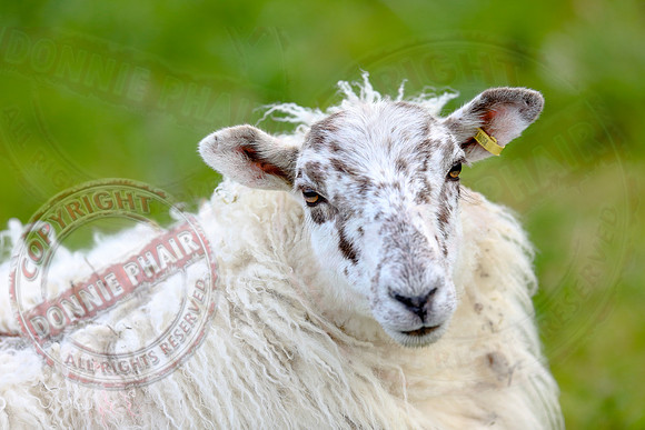 Sheep taken at Belcoo GAa Field.