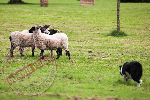 Sheepdog Trials in Belcoo.