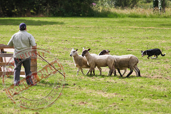 Sheepdog Trials in Belcoo.