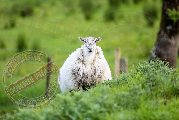 Sheep taken at Belcoo GAa Field.