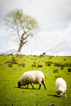 Sheep Grazing.