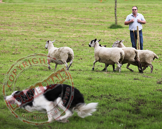 Sheepdog Trials in Belcoo.