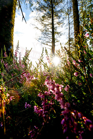 Heather and Forest with a Sunburst.