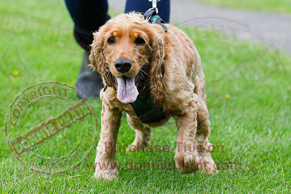 Dog Walking Club in Castle Archdale-11