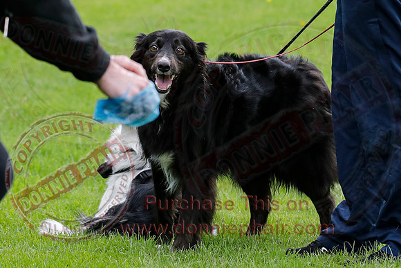 Dog Walking Club in Castle Archdale-15